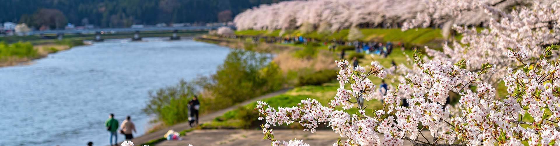 Cherry blossoms in full bloom along a riverside path with people enjoying the scenery.
