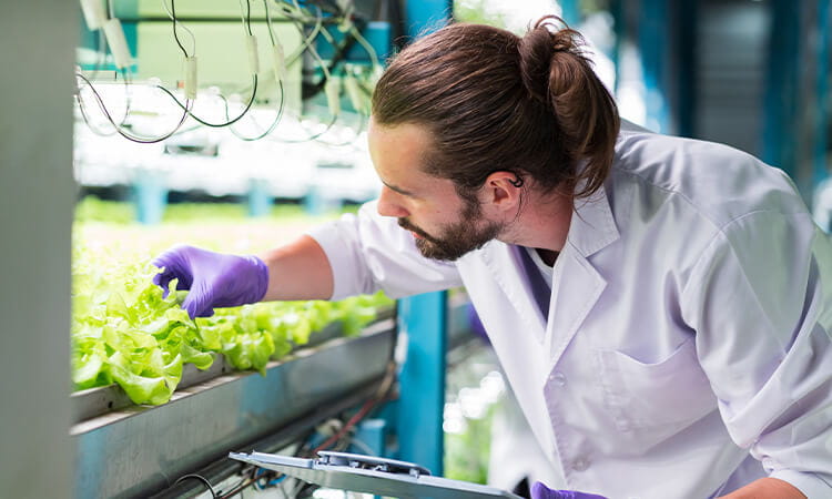Food scientist checking on lettuce.